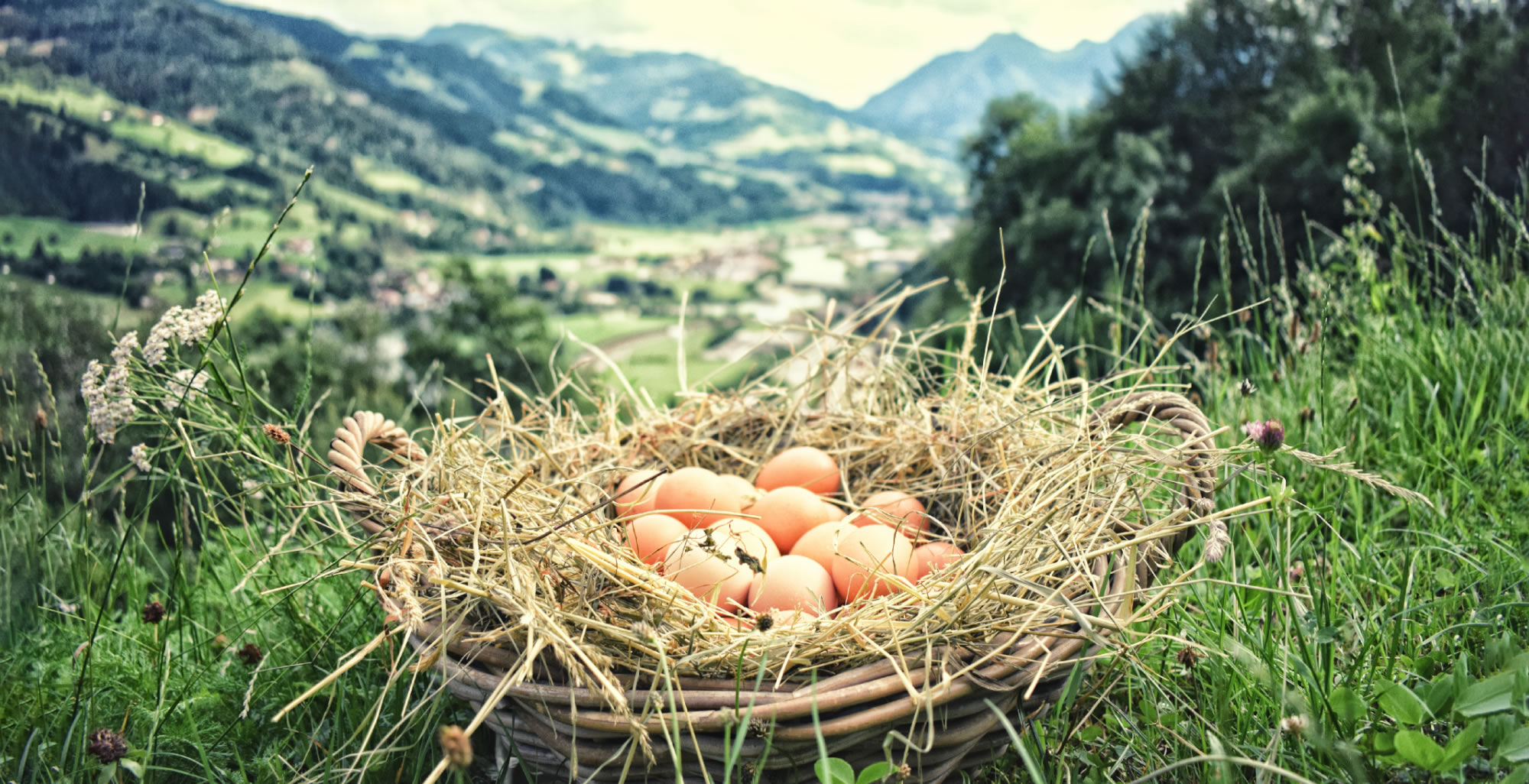 Eier ab Hof Verkauf Pongau
