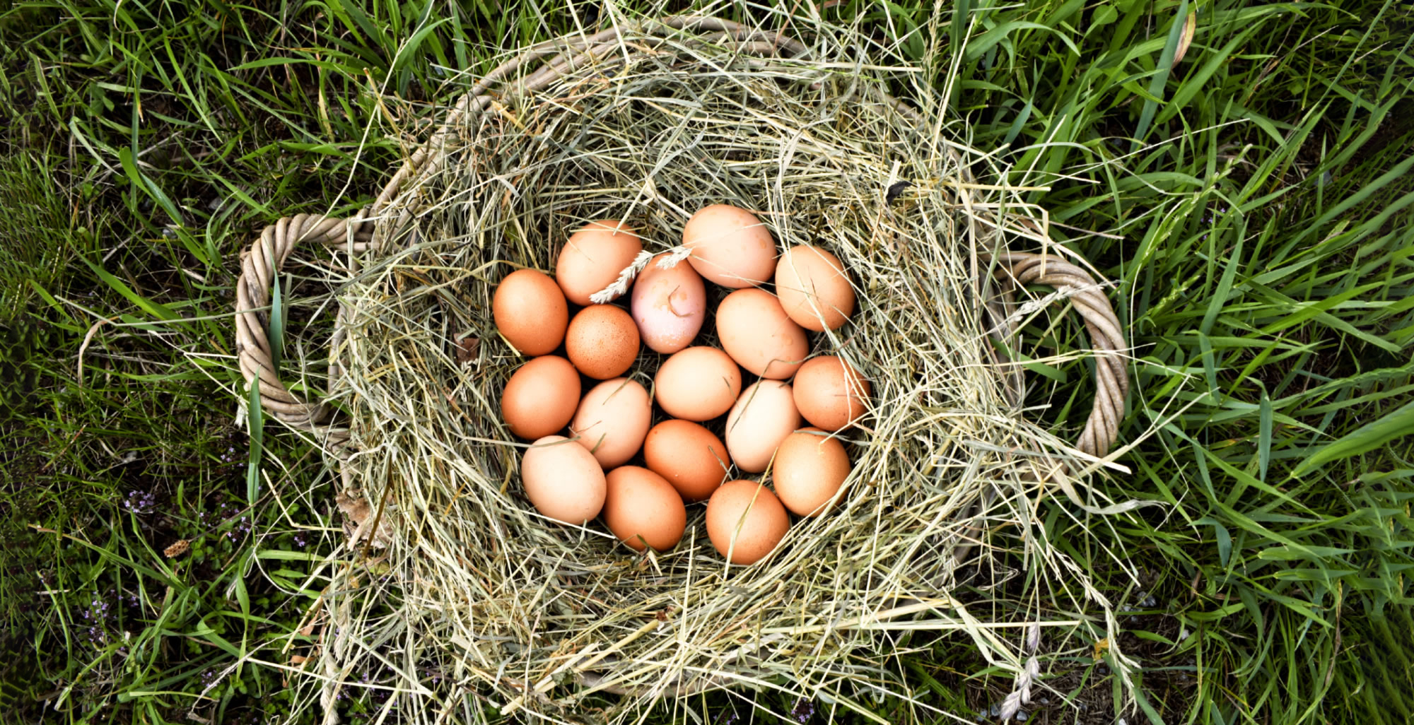 Bio Eier ab Hof Verkauf im Pongau